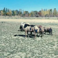 بره|حیوانات مزرعه|بروجرد, |دیوار