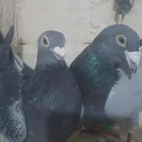 اردن مسافتی پلاکی|پرنده|چناران, |دیوار