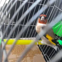 سهره ۴ گل پر