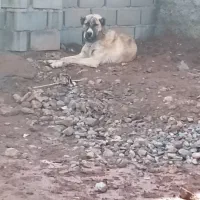 واگذاری دوقلاده سگ نر و ماده خراسانی