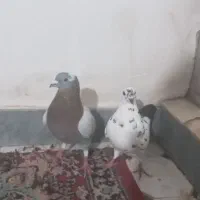 دوتاکفتر دوبر