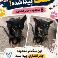 سگ پیدا شده واگذاری به کسی که شرایط داره یا صاحبش