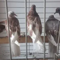 جوجه پرشی|پرنده|رودهن, |دیوار