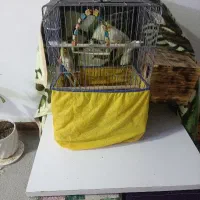 عروس هلندی|پرنده|بندر امام خمینی, |دیوار