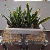 گل سانسوریا