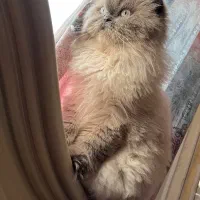 واگذاری گربه فقط به خانم و دختر خانم