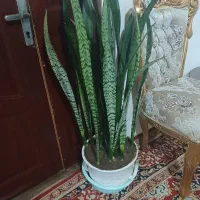 گل اپارتمانی