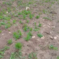 سلام انجام تمام کارهای کشاورزی