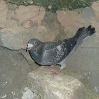 کبوتر پلاکی نر