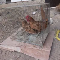 مرغ خروس مینیاتوری سیبرایت