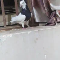 طوقی نر کاکل عروسک|پرنده|هامون, |دیوار