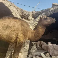 شتر فروشی قیمت مناسب|حیوانات مزرعه|قم, تعویض پلاک|دیوار