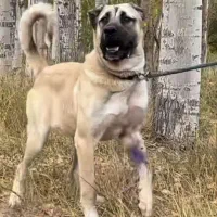 سگ نر سراب جهت کشش