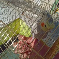 پرنده عروس هلندی|پرنده|فردیس, شهرک ارم|دیوار