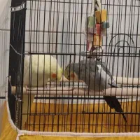 جفت مولد|پرنده|مبارکه, |دیوار