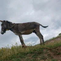 خر نر|حیوانات مزرعه|اهر, |دیوار