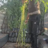 نهال اکالیپتوس