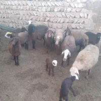 ۷تا میش بره|حیوانات مزرعه|کوهدشت, |دیوار