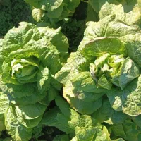 کاهوسفیدروغنی درجه یک|خوردنی و آشامیدنی|مینودشت, |دیوار