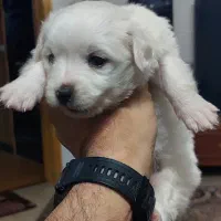 سگ مالتیز|سگ|قم, باجک سه|دیوار