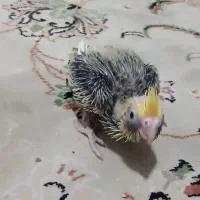 جوجه عروس هلندی ۲۰ روزه