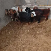 بزغاله ماده