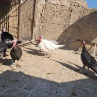 بوقلمون نروماده