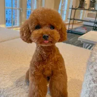 توی پودل نر جفتگیری