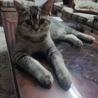 گربه نر بریتیش ۴ ماهه