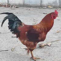 خروس|حیوانات مزرعه|خاو و میرآباد, |دیوار