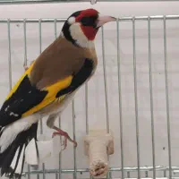 سهره گل قفل اتیقه