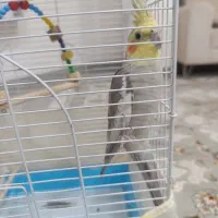 عروس هلندی رام وسالم