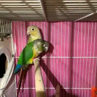 گرینچیک جفت با جوجه و تازه دانه خور و دستی