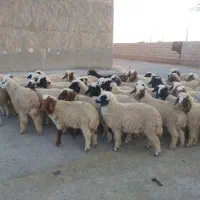 بره|حیوانات مزرعه|سوسنگرد, |دیوار