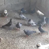 کبوتر