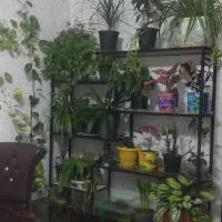 گل طبیعی زیبا وشاداب|گل و گیاه طبیعی|جوانرود, |دیوار