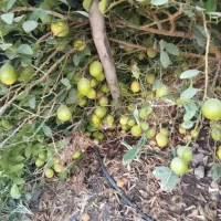 فروش فوری ۶ هکتار زمین و باغ