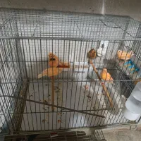 جوجه قناری|پرنده|قم, ولیعصر|دیوار