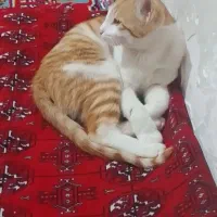 واگذاری گربه