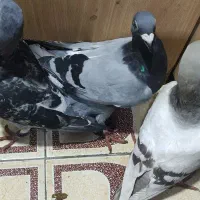 کفتردوبر 900