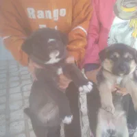 واگذاری ۷ توله سگ