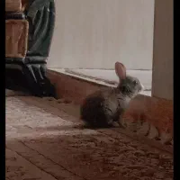 فروش خرگوش نر دوماهه