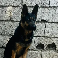 ژرمن|سگ|فردیس, فرامرزیه|دیوار