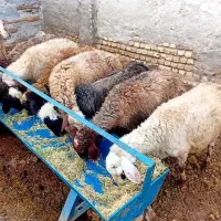 شش میش سه تاپیر سه تاش جوان پیرها پستون زده