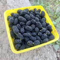 توت قرمز