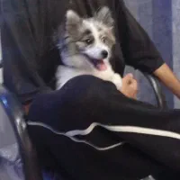 سگ پامر