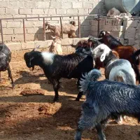 کهری چاق چاق|حیوانات مزرعه|ایزدخواست, |دیوار