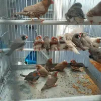 پرنده زینتی و فروش پرنده الان دارم فنچ قناری عروس|پرنده|لالی, |دیوار