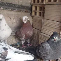 کبوتر گمشده