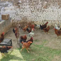 مرغ وخروس رسمی تخم.گوشت|حیوانات مزرعه|زارچ, |دیوار
